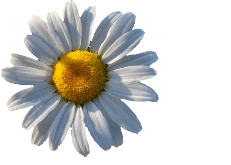 A daisy